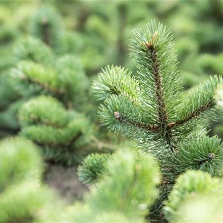 Nadelgehölze