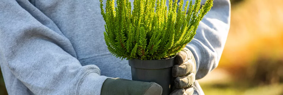 Gärtner hält Heide