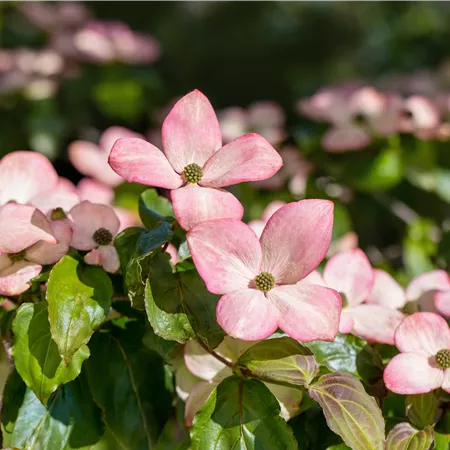 Laubgehölze / Nadelgehölze