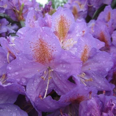 Rhododendron